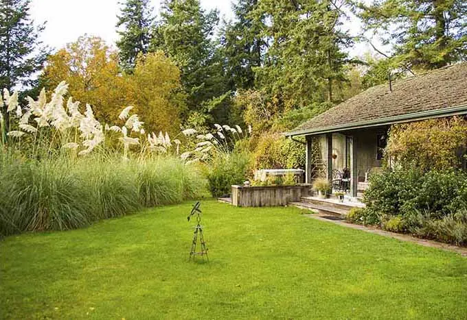 The cottage lawn edged with pampas grass in autumn