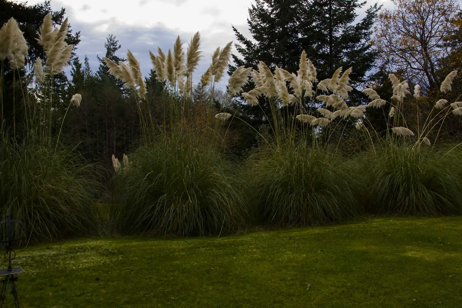 Pampas grass along the inn's lawn