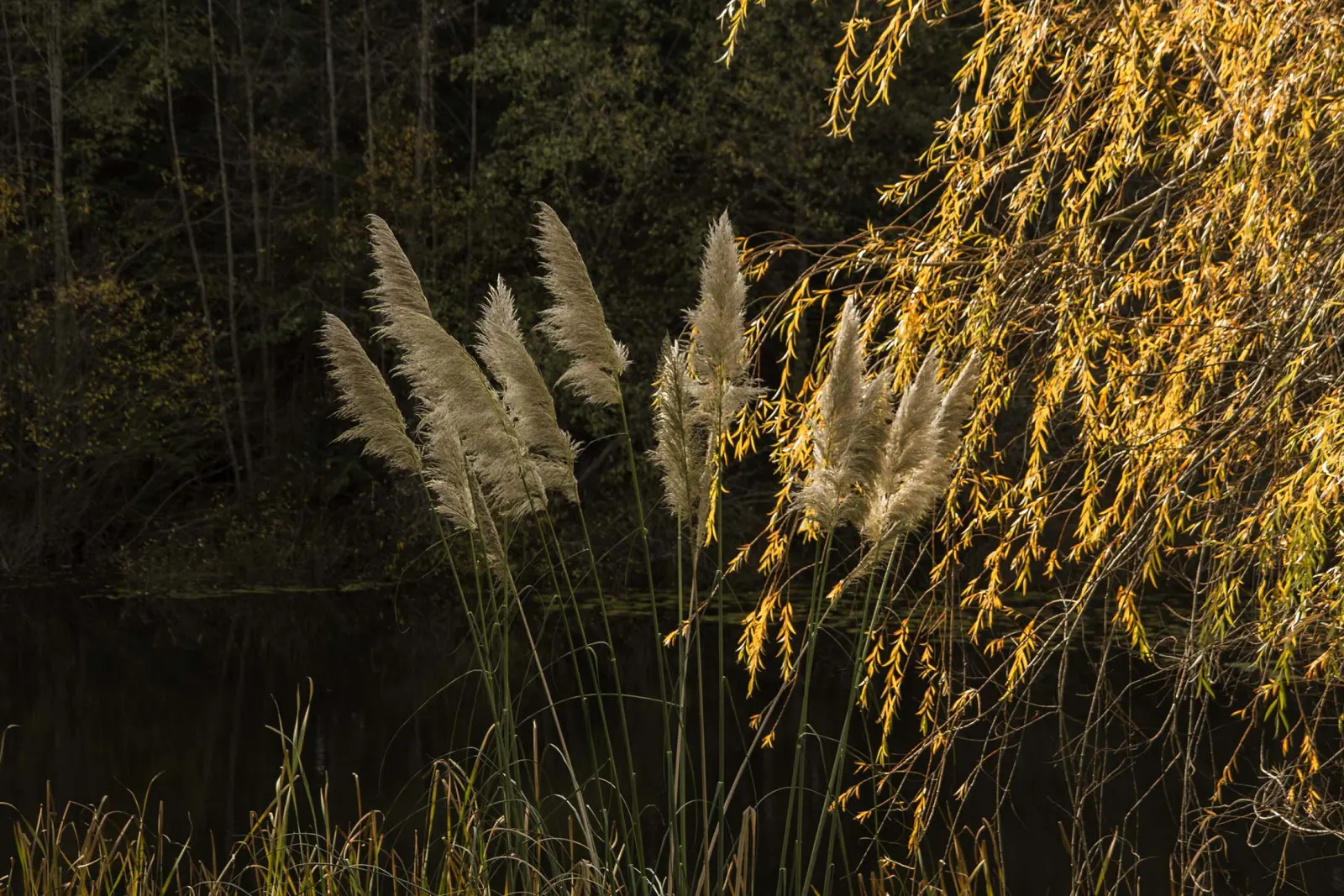 Pampas grass and willow over the still pond