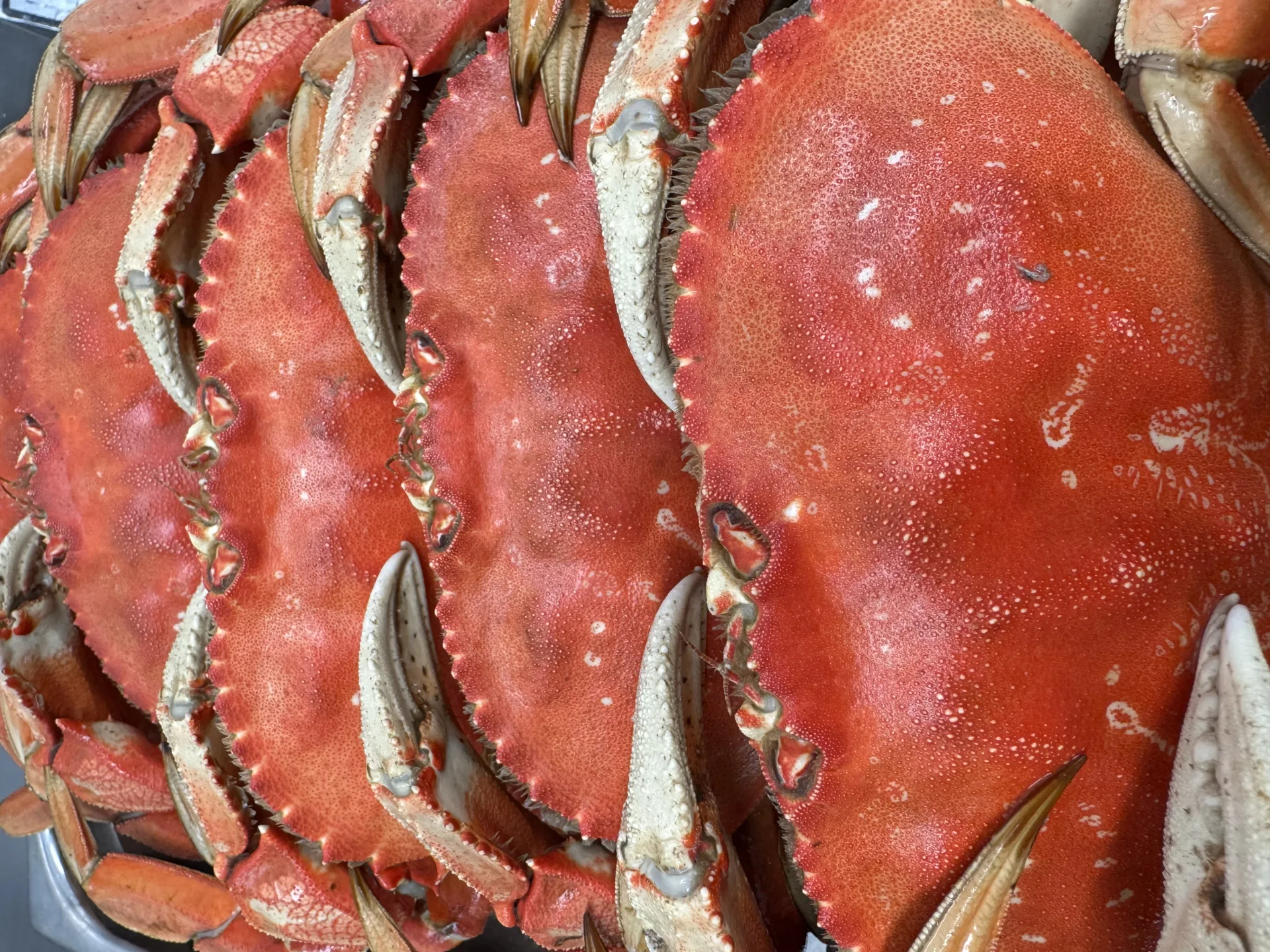 Whole cooked Dungeness crab from the harbor