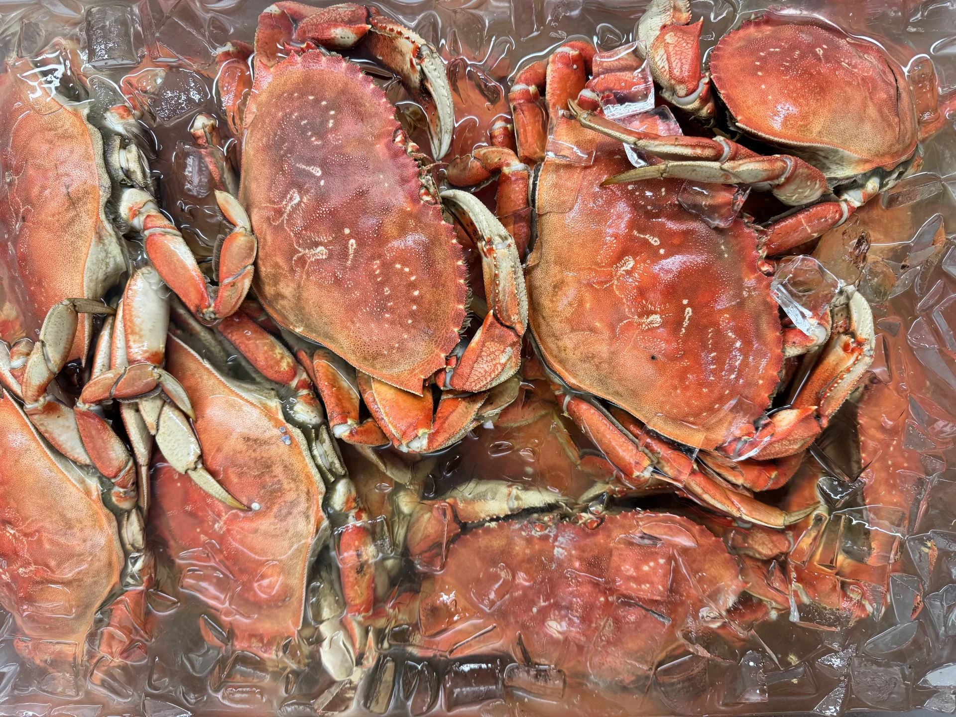 Fresh Dungeness crab on ice