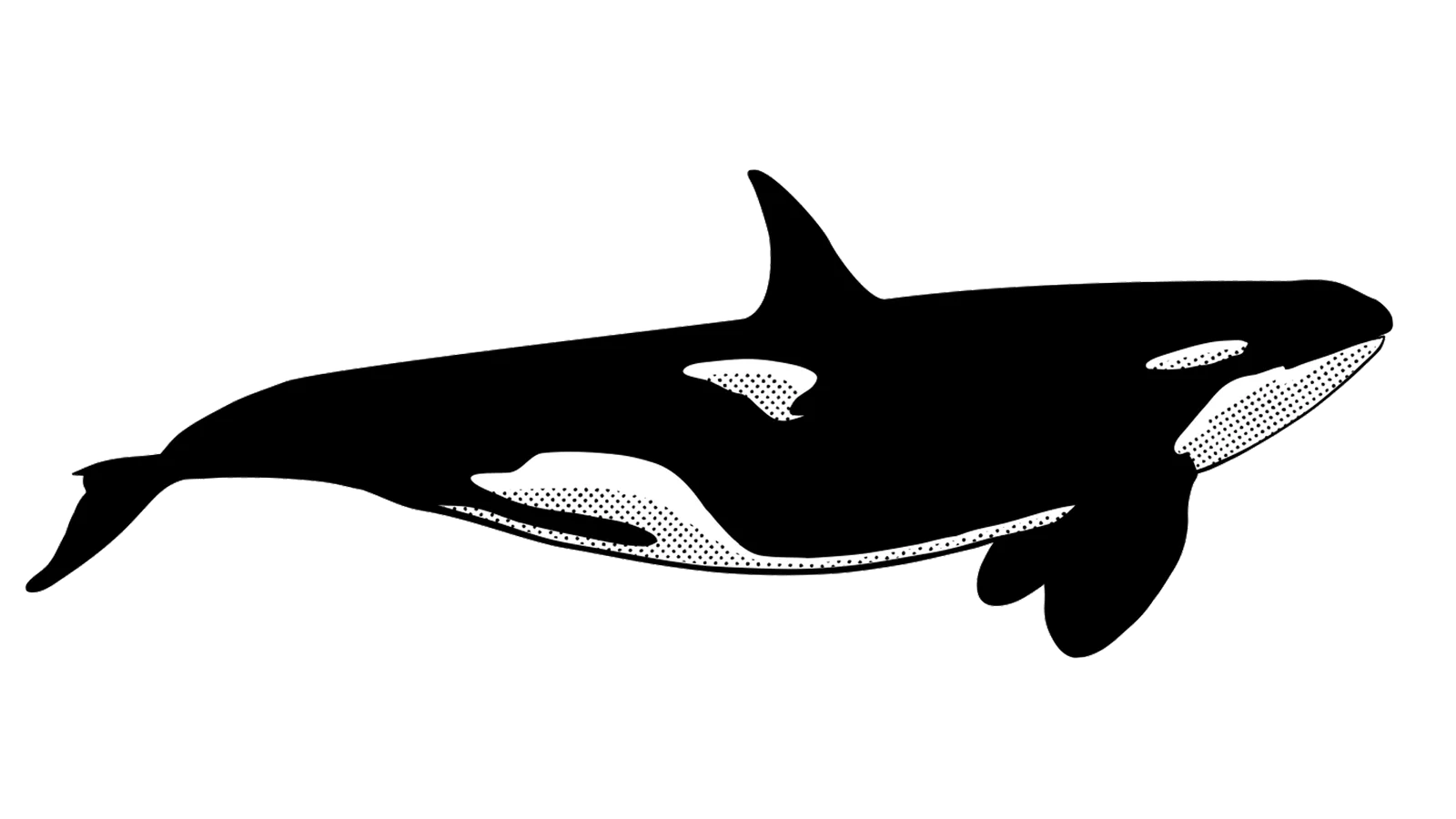 Illustration of an orca, the emblem of Orcas Island