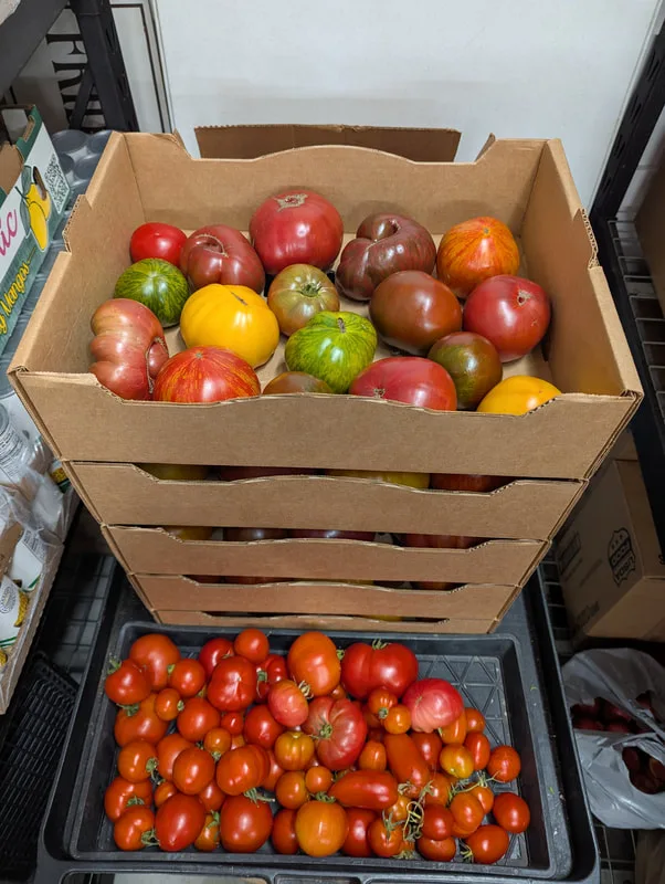 Stacked boxes of colourful heirloom tomatoes above a crate of ripe cherry tomatoes in the food bank storeroom